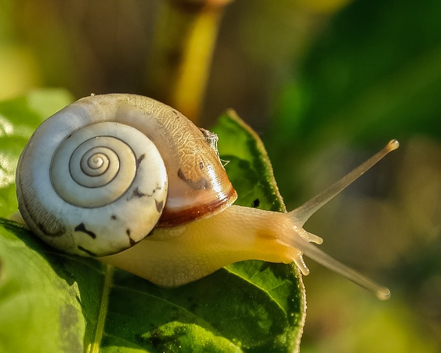 snail mucin anti-aging